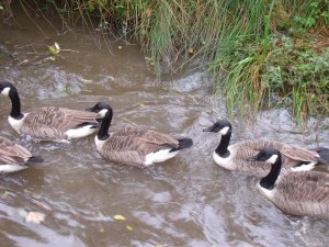 Canada Geese