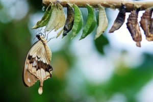 A brown and beige butterfly has just emerged from one of a row of cocoons on a tree branch.