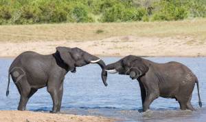 Two wet elephant play in water and greet each other in the hot sun