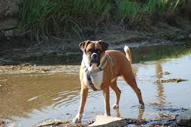 A brown dog standing in shallow water.