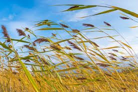 a reed shaken by the wind
