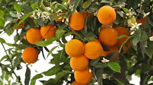 Ripe oranges on a tree branch