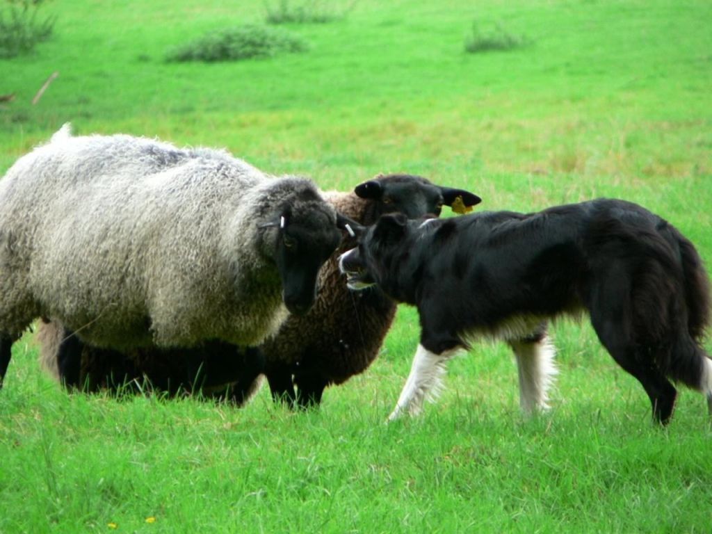 A black and white border collie sheepdog stands up to two sheep in a field, The sheep, heads lowered, stubbornly face back.