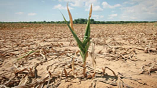 A single green but withering corn stands in a large field of brown withered corn plants and brown parched earth.