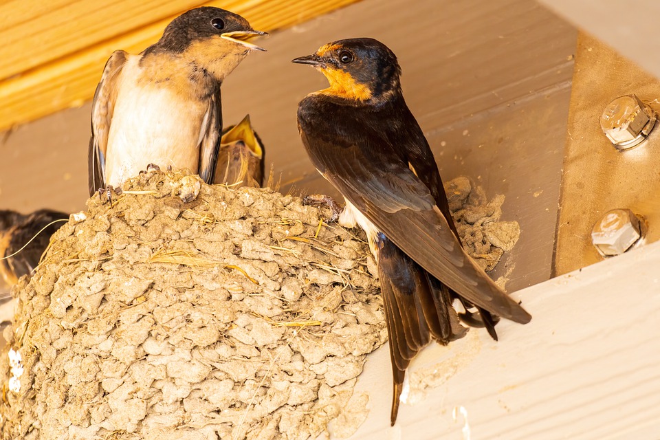 A pair of swallows perch on the edge of a nest built on the inside of a barn whlle the chicks' beaks protrude from the inside.