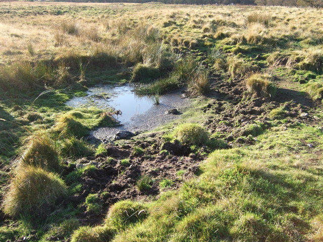 A Bog-hole, a small area of bog in rough grazing.