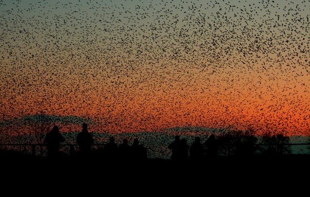A murmuration of starlings at RSPB Ham Wall.